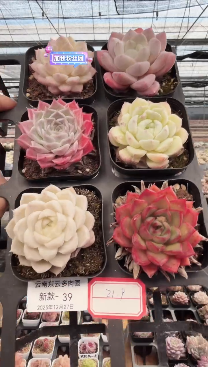 东云多肉园新款-39