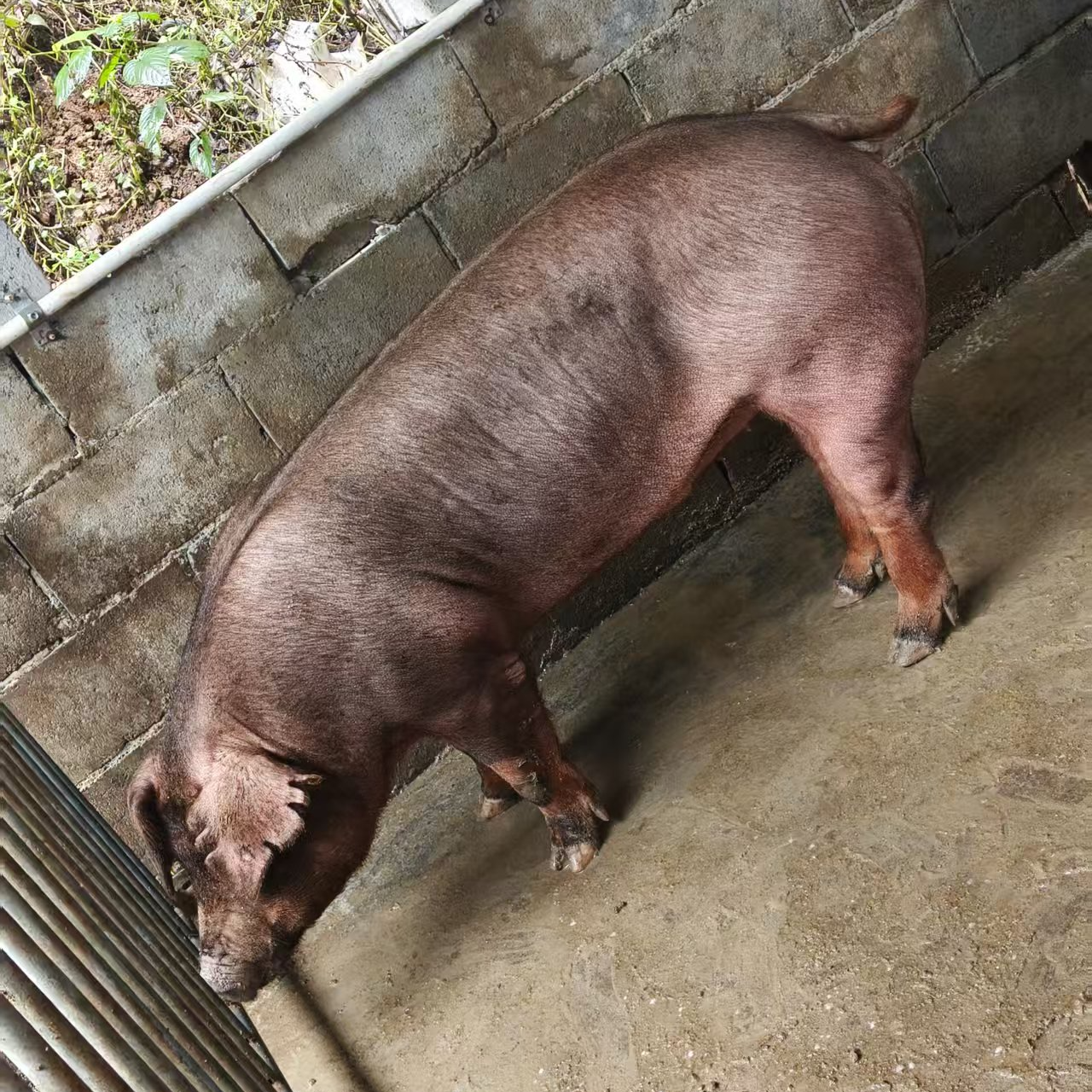 贵州本地养殖母种猪，下单前先联系  上门自选 好品质信得过