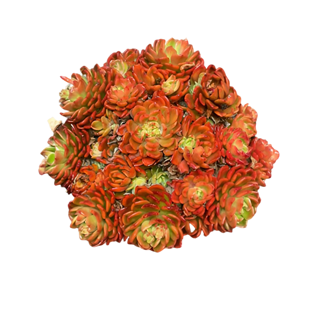 芬达（带盆土20-25cm）红色整桩手捧多肉不掉色新手好养