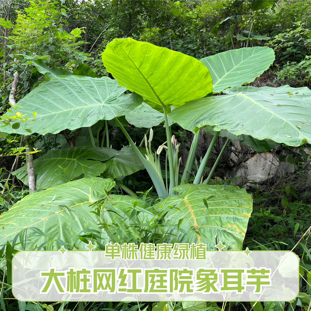 （大桩专属）巨型象耳芋霸王芋大野芋室内外可种植大叶盆栽花卉盆栽