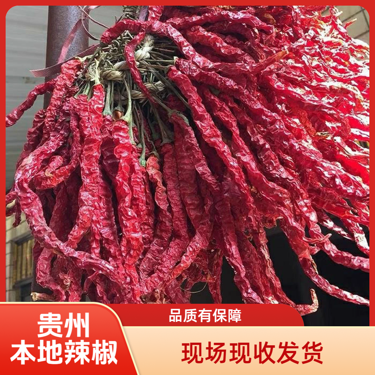 晓峰专属链接为在他乡老乡收干辣椒