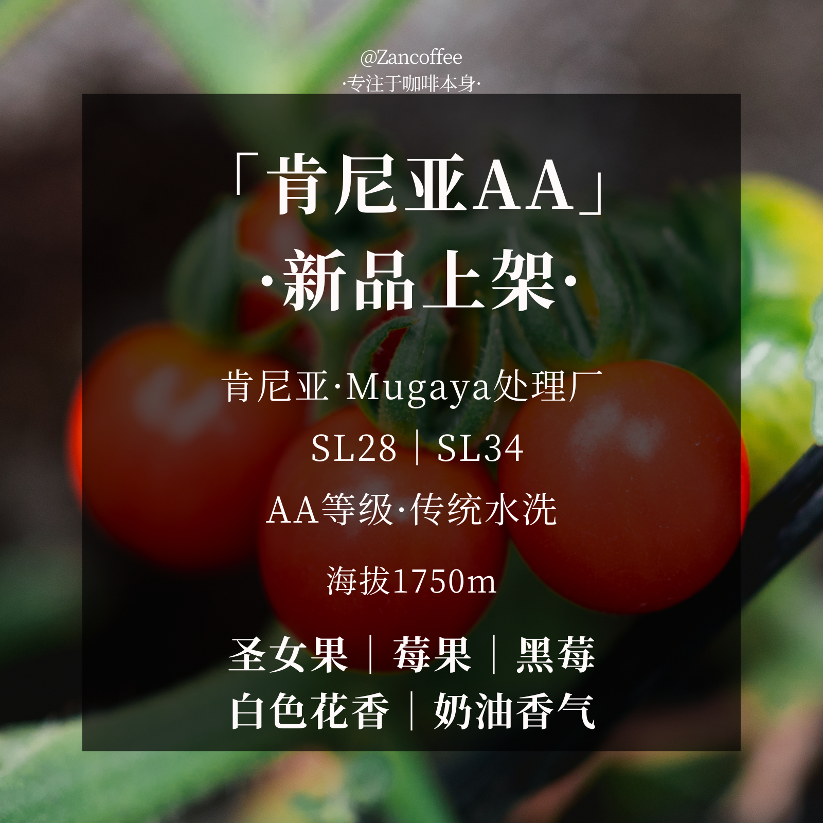 微批次肯尼亚AA咖啡豆