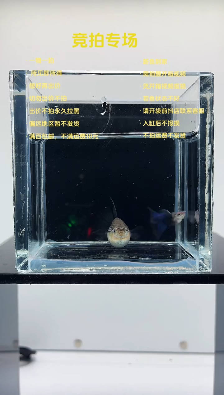 孔雀鱼蓝礼服球C一对-6