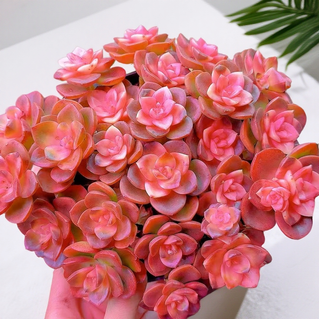 米淇家粉钻巧克力多肉植物美观净化空气带盆