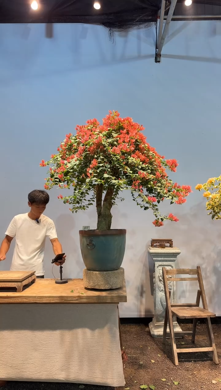 无花朵小*鸟红丝绸5