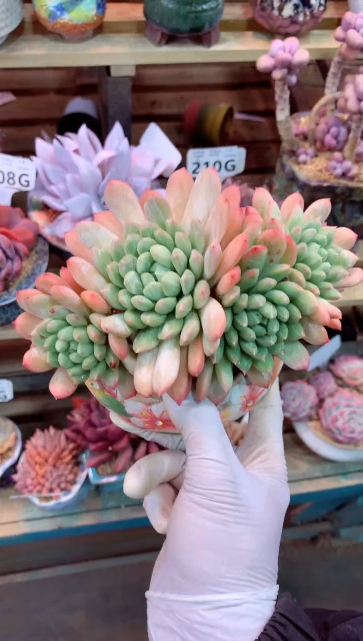 242G（一物一拍，精品多肉，w所见即所得 ）