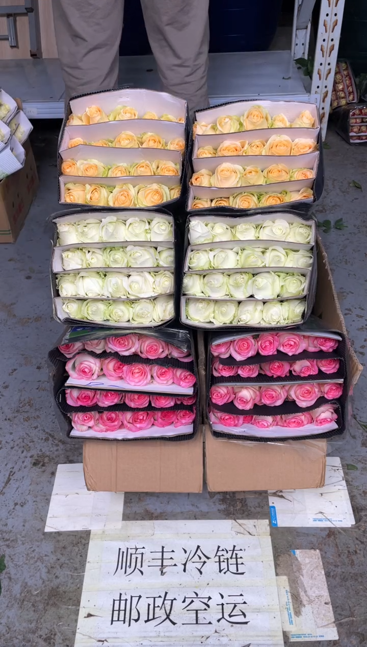 艾沙20枝+白雪山20枝+香槟20枝