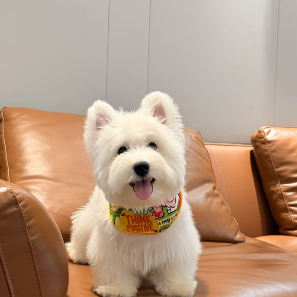 杭州喜乐派活体幼犬西高地软爆毛西高地