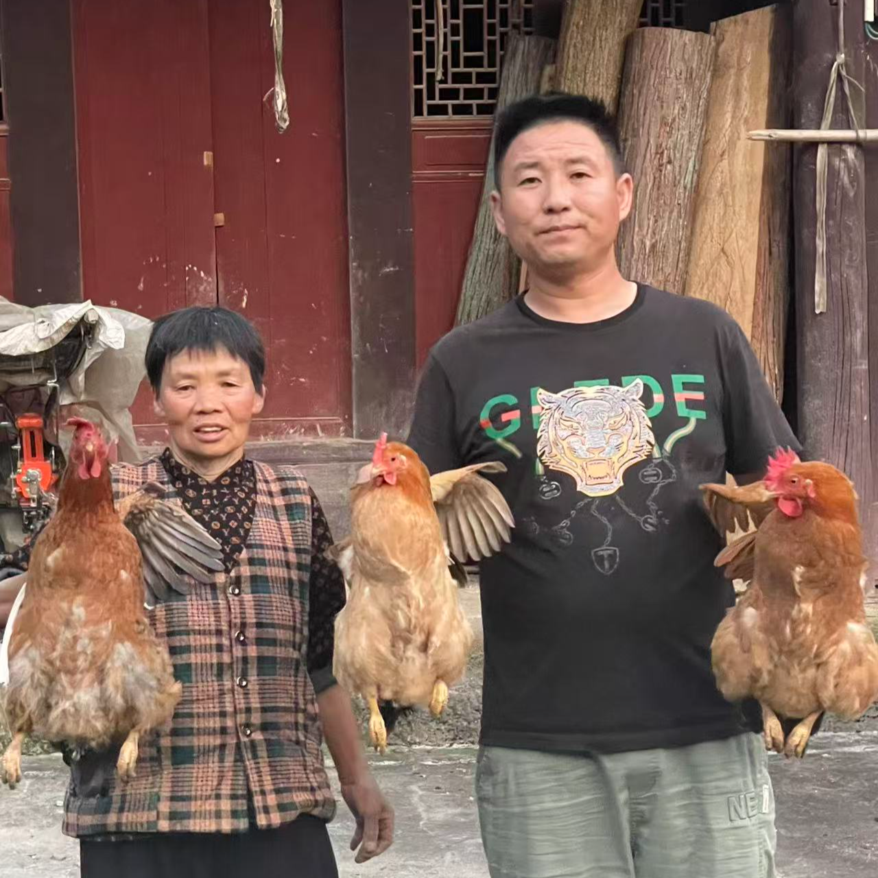 贵州大山散养粮食鸡