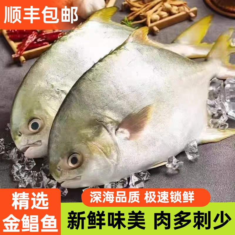 深海金鲳鱼 湛江海捕金鲳鱼新鲜大海鱼冷冻优选好品质【鲜香肉质】