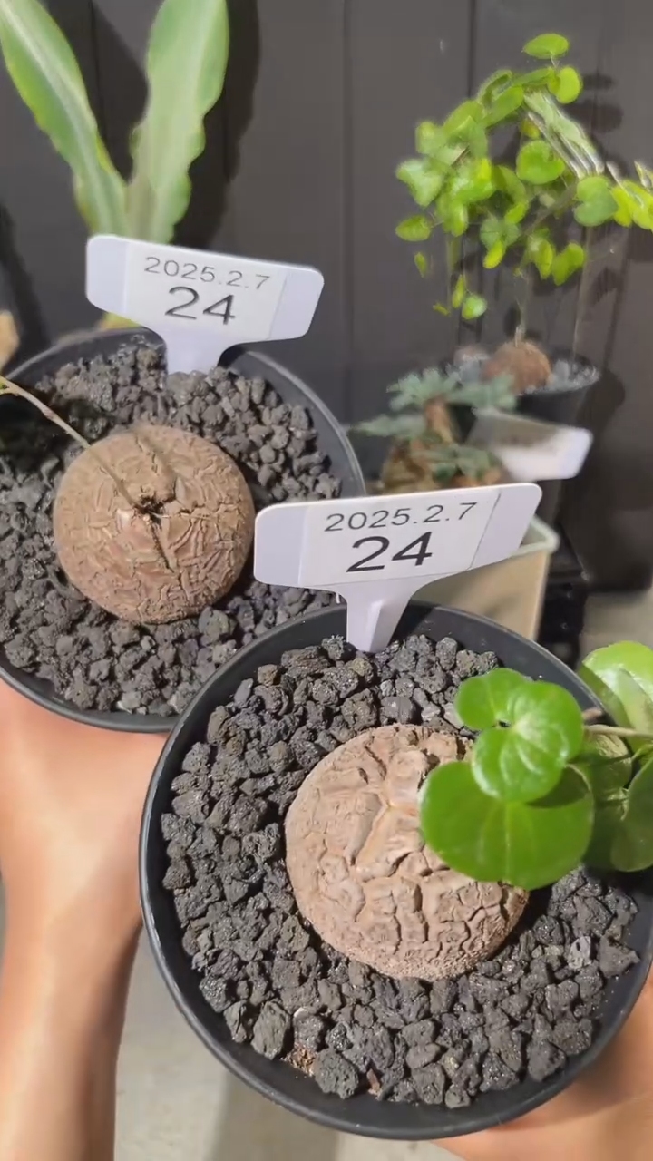 【闪购商品】南非龟甲龙2.7.24