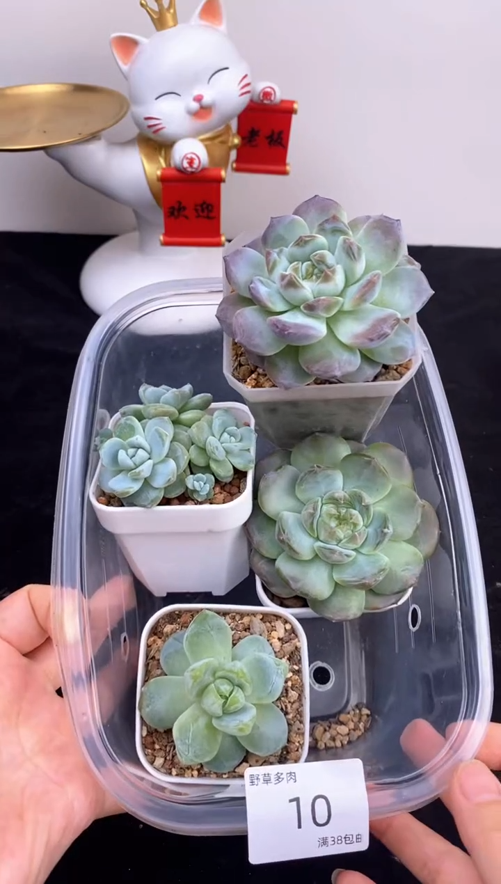 4棵一组一组包邮10号