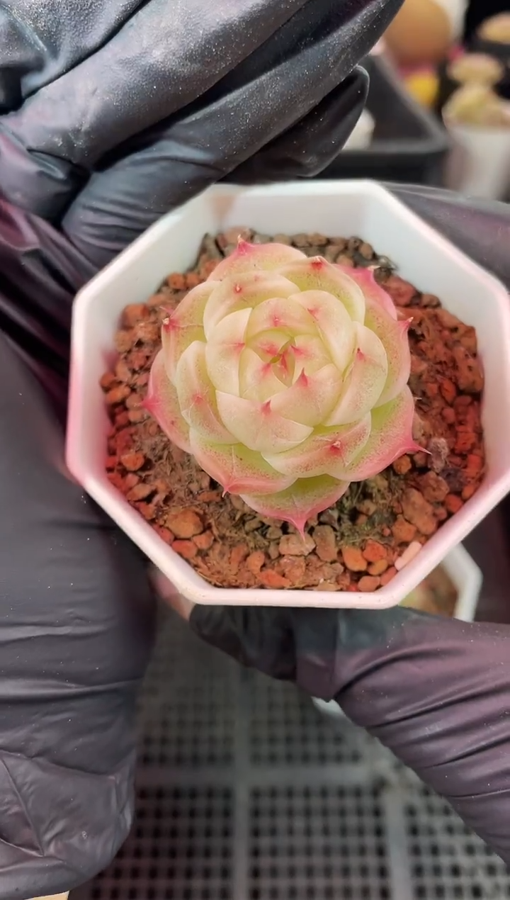 闪购1430  y-11多肉一颗  3.8-4厘米