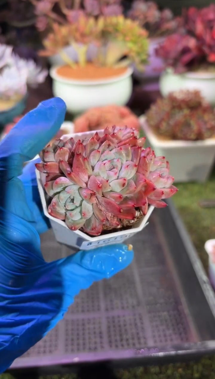 【闪购商品】16196