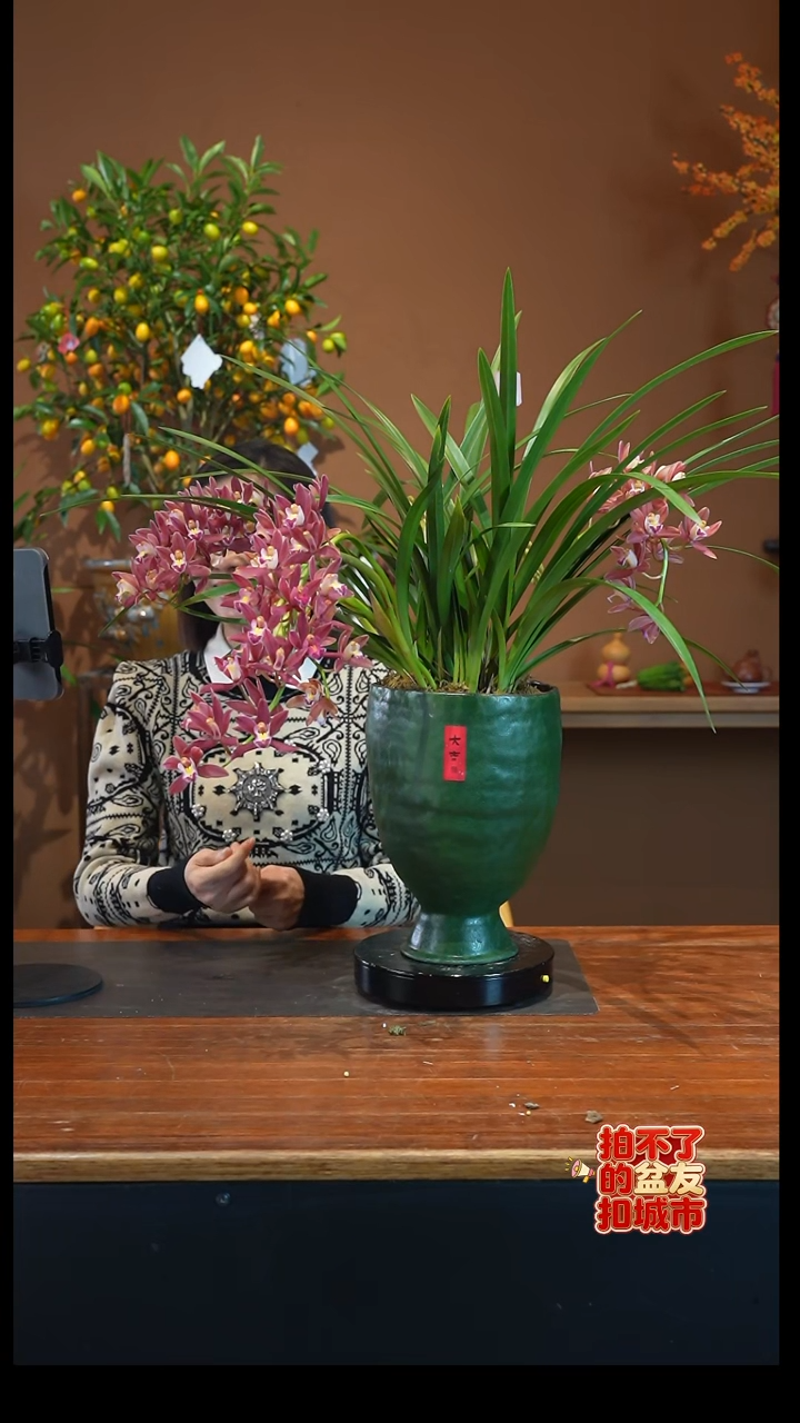 全部花朵红双喜绿盆