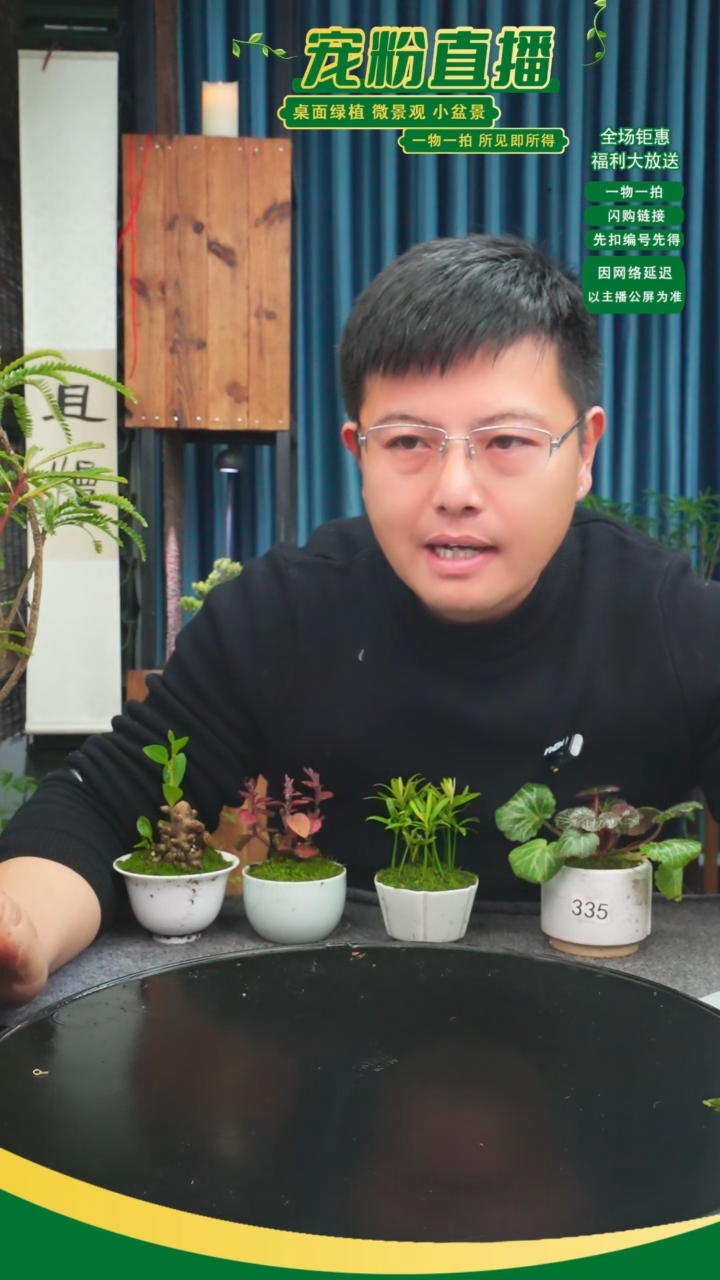 无花朵无*氏苔藓微景观335号