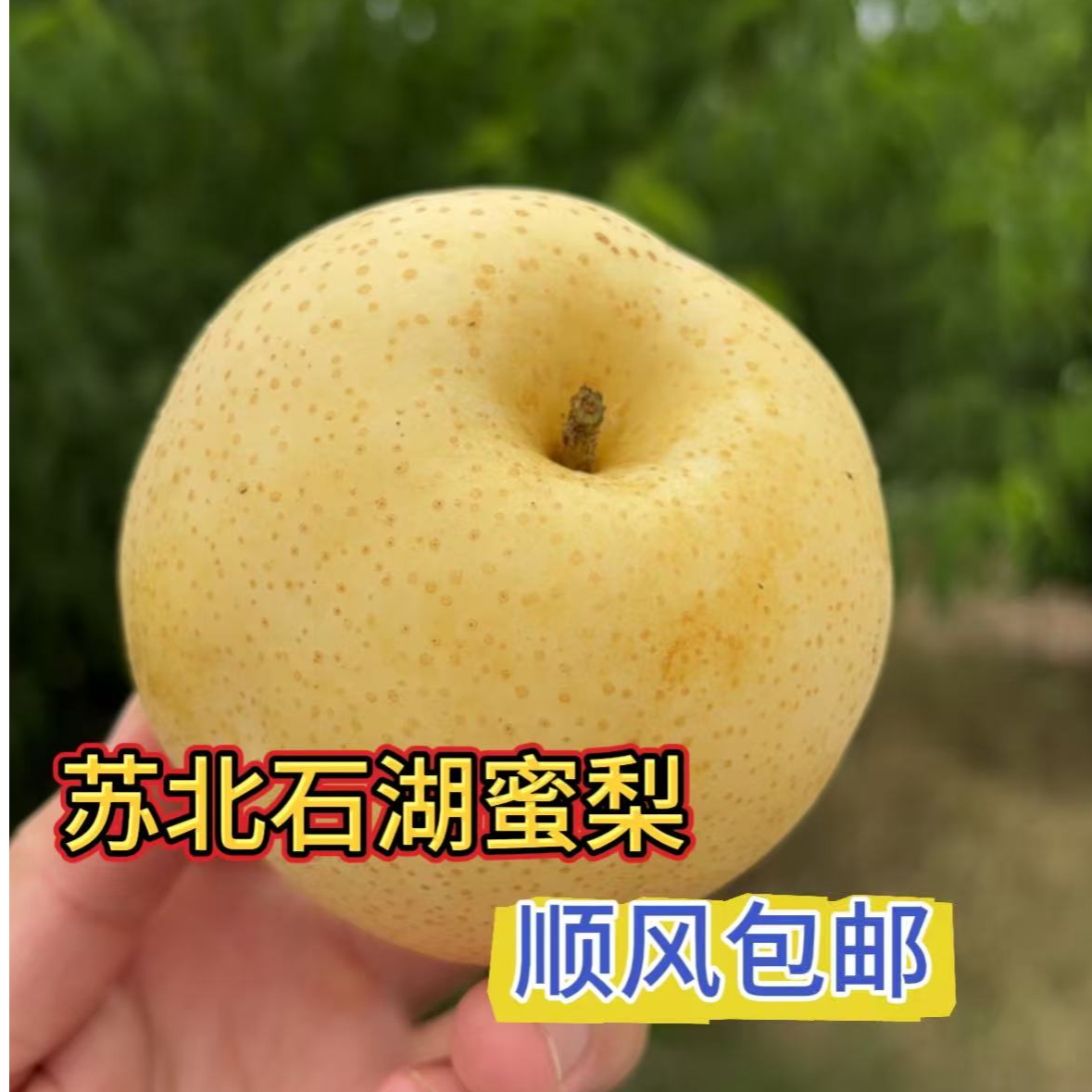苏北石湖蜜梨口感细腻脆甜视频多汁水果