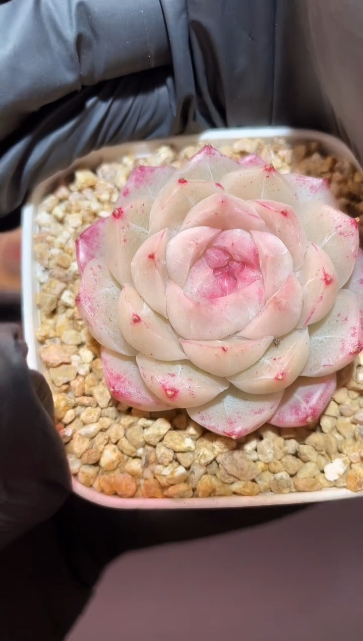 闪购1042 莫奈花园多肉一颗   4-4.5厘米