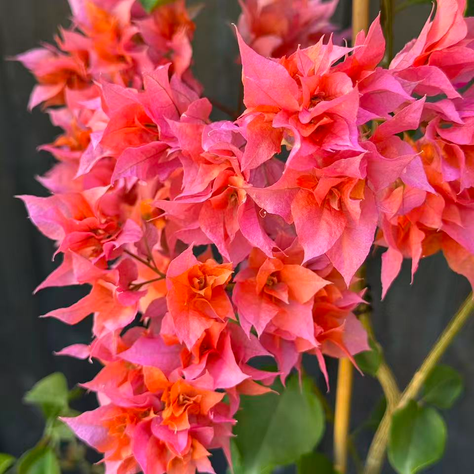 【重瓣橙】三角梅耐热四季开花不掉花好养易活基地直发