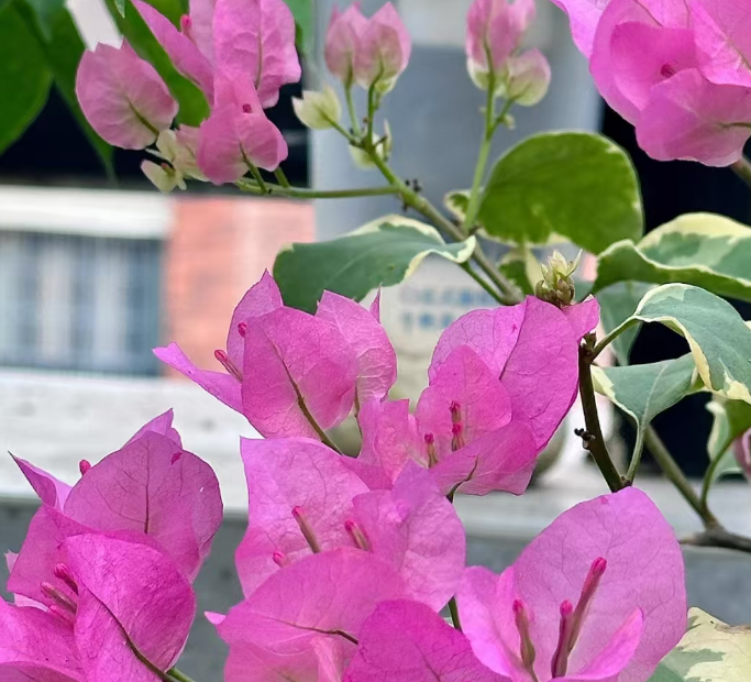 蜡染粉   十肆月园艺袋苗花卉绿植 三角梅，三角梅花