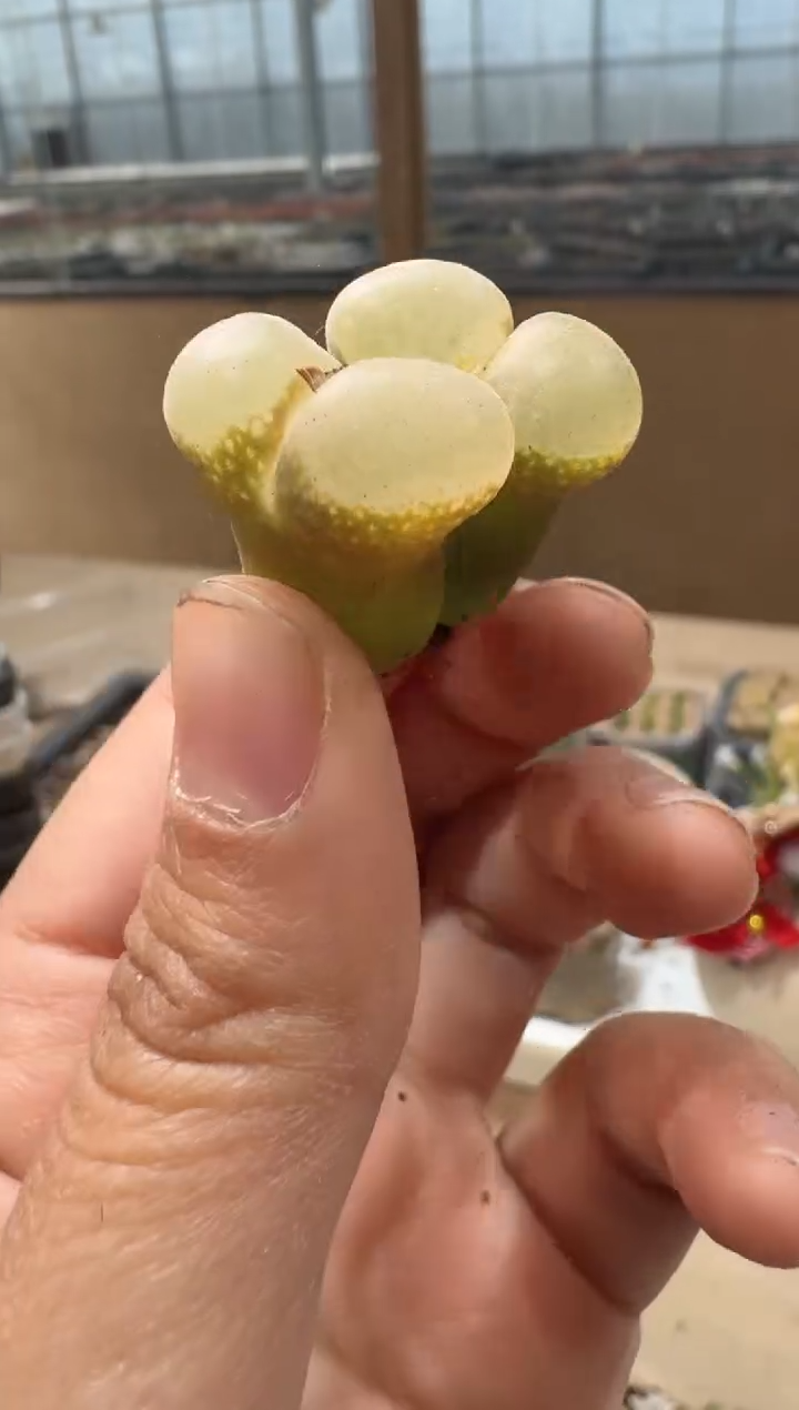 24-60多肉植物肉锥