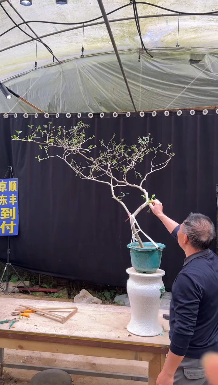 当前无花朵，栽培后可花朵幸**哥海岛栀子花