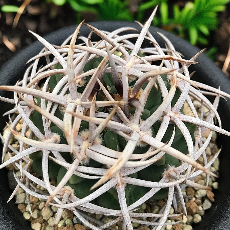 美丽花坊 优选精品碧岩玉 hybopleurum强刺仙人球高颜值多肉植物