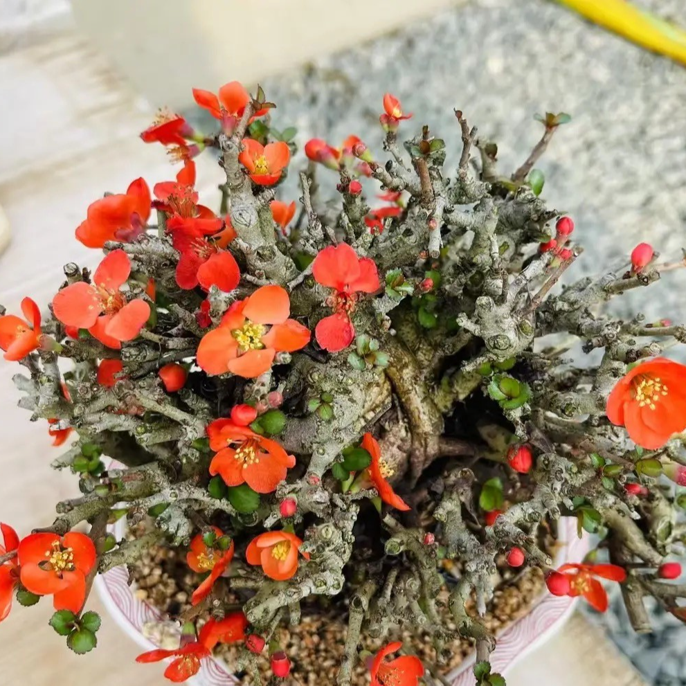 无品牌长寿梅红花一号,白花长寿梅等高端盆景红花一号长寿梅