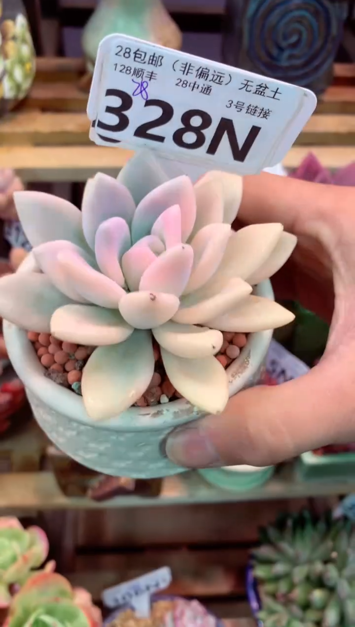 328N（一物一拍，精品多肉，所见即所得 ）