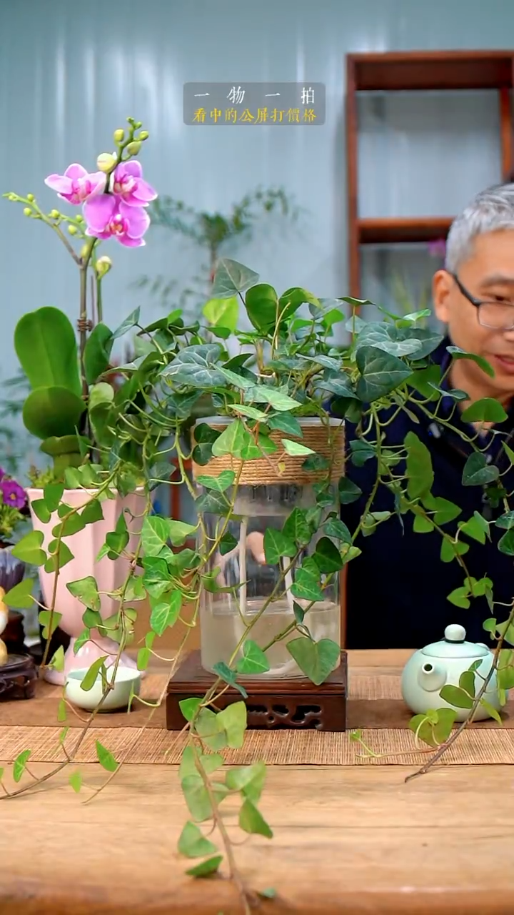 完全开放琦*常春藤318