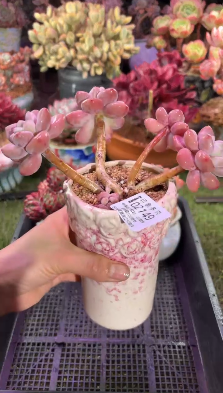 【闪购商品】02149