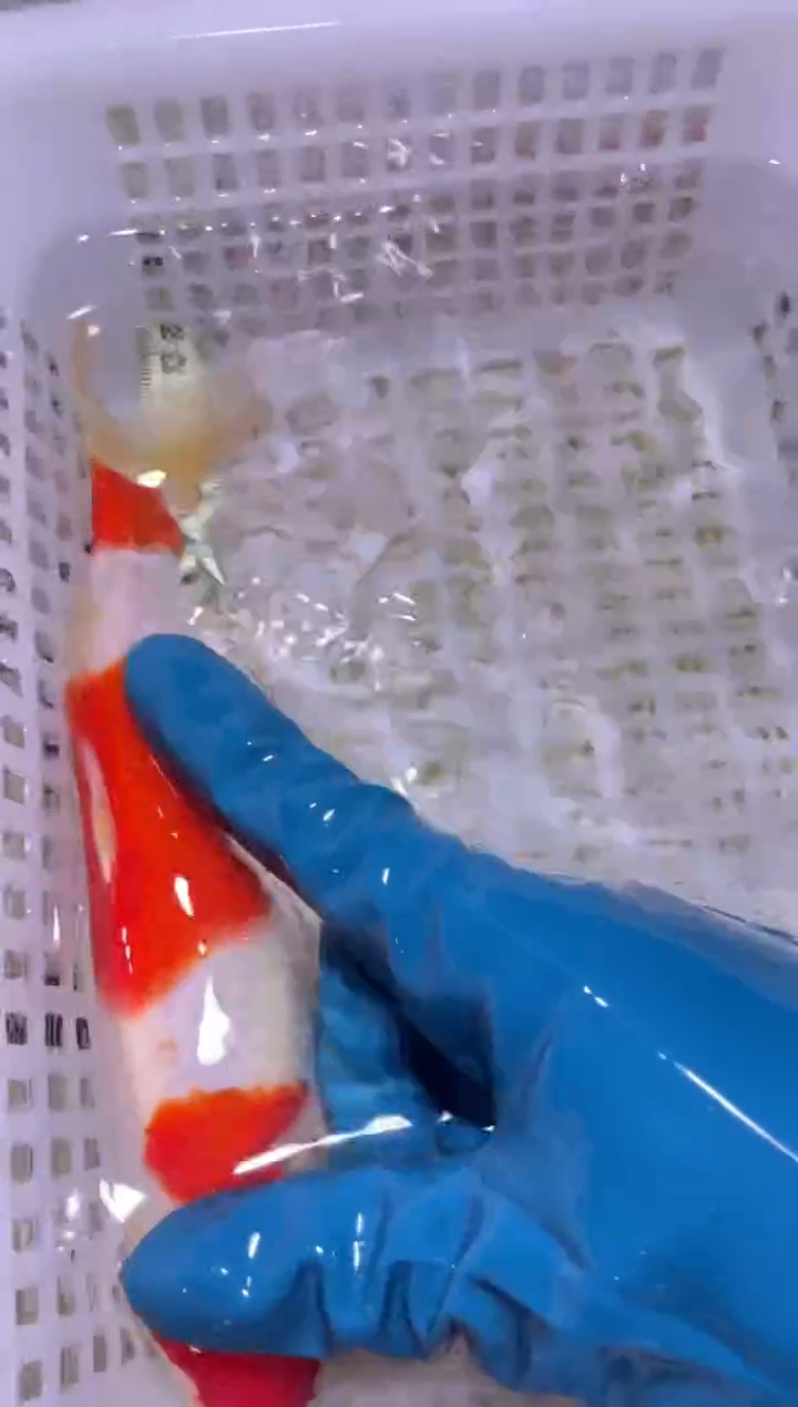 锦鲤血统锦鲤全场包邮73