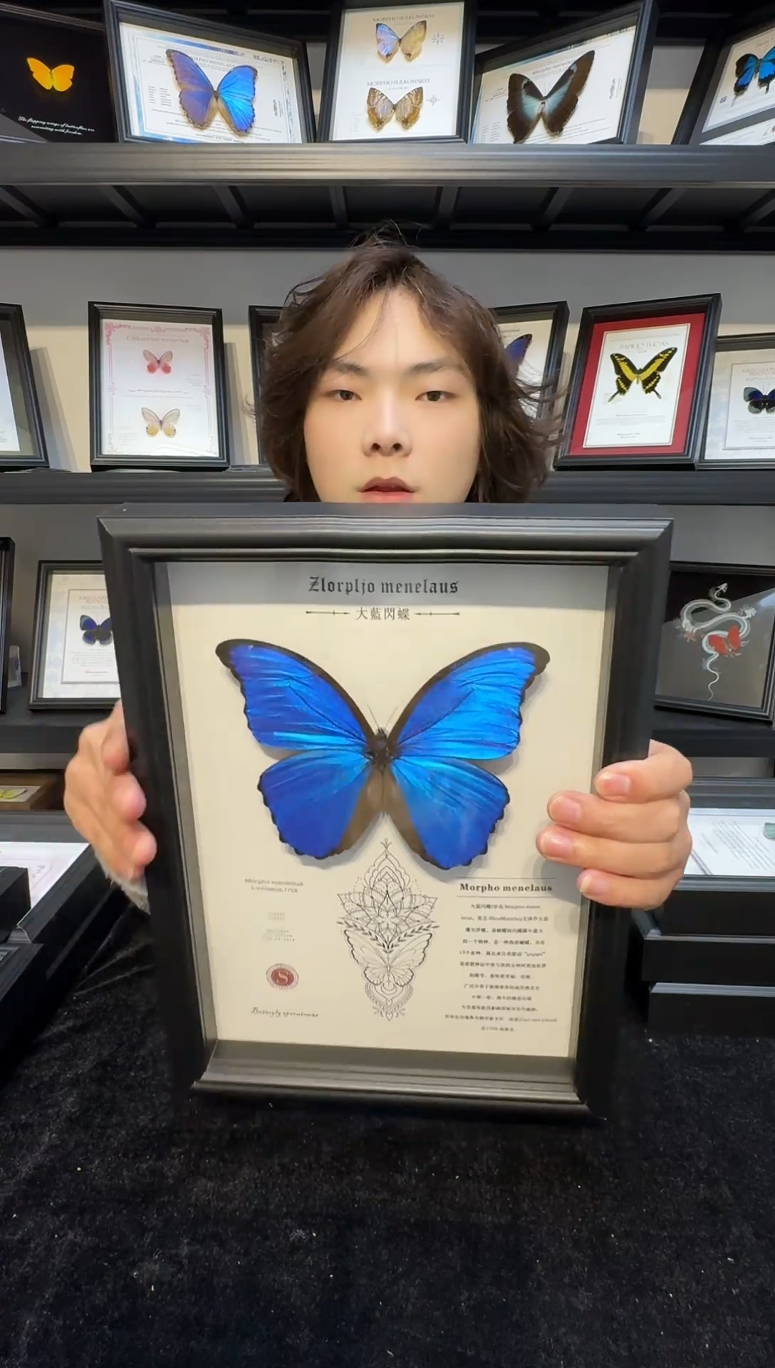 玻璃微瑕.真实蝴蝶标本
