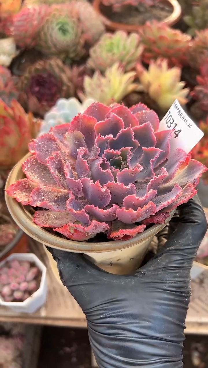 阜****姐多肉植物一物一拍10314