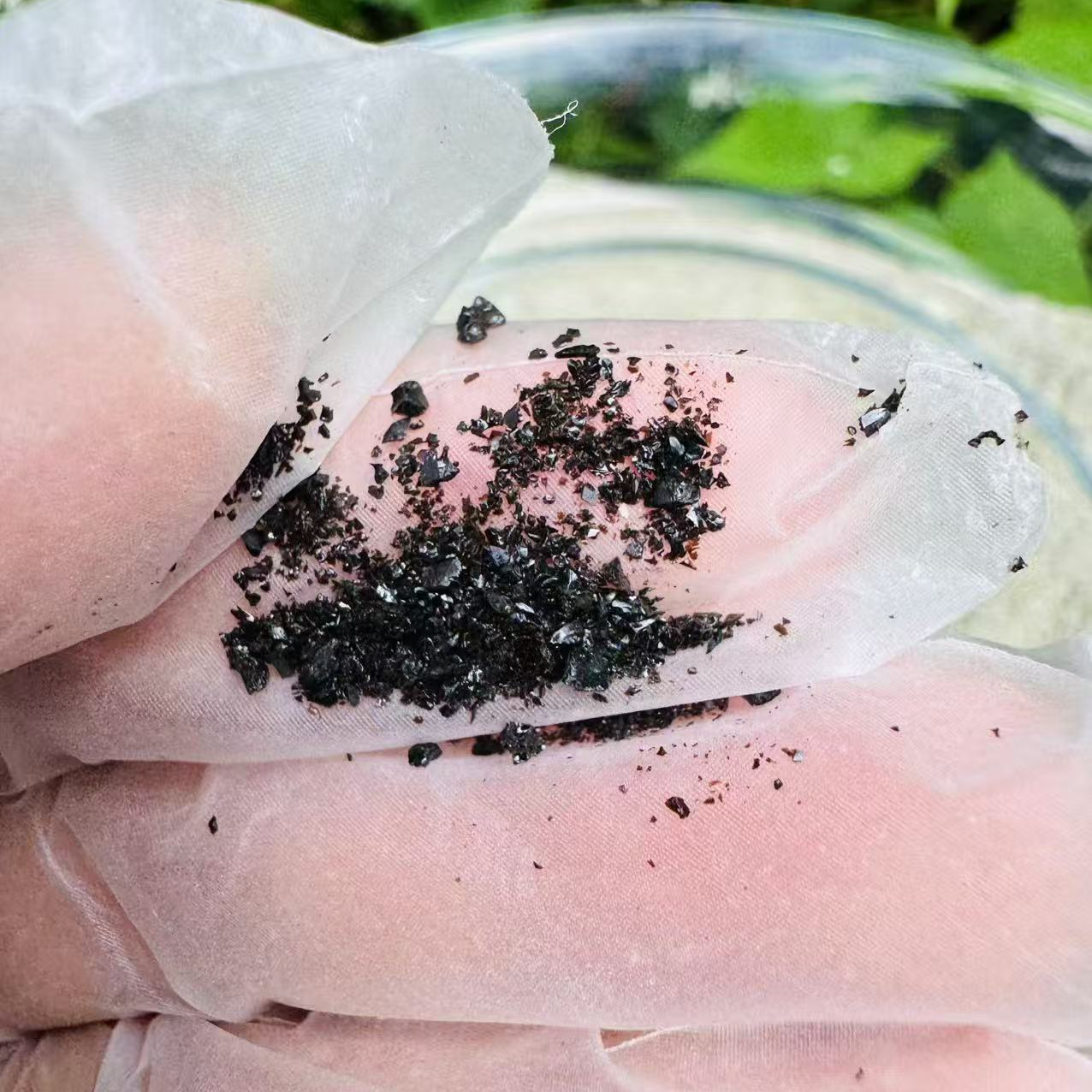 1【桦-树-榕-黑-晶】净含量50g-500g【阿虎现收】菌