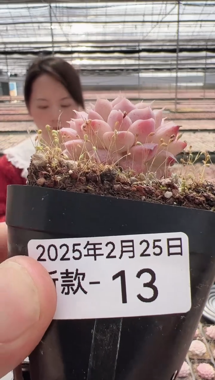 【闪购商品】新款多肉-13