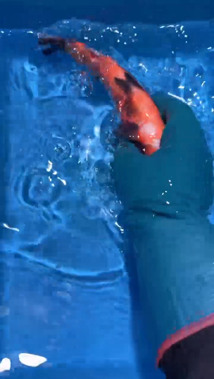 锦鲤点关注右下角竞拍链接出价