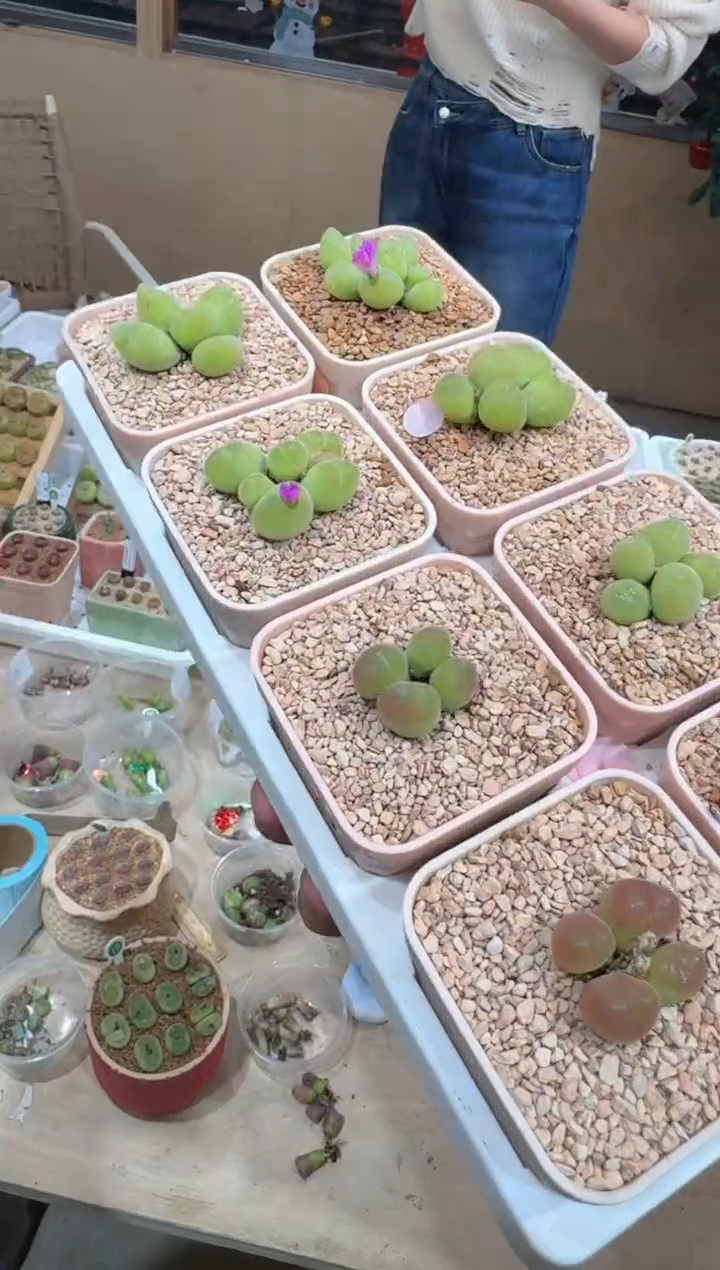 201多肉植物肉锥毛翠滴一颗