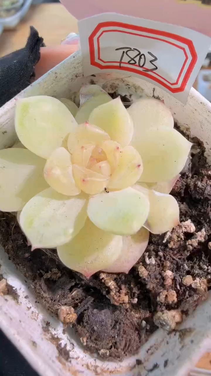 T803单头 五方一盆 量拍混发