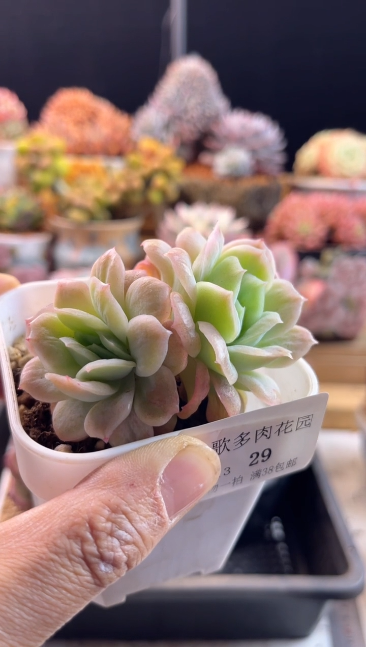 【闪购商品】1.13-28泡泡纱裙