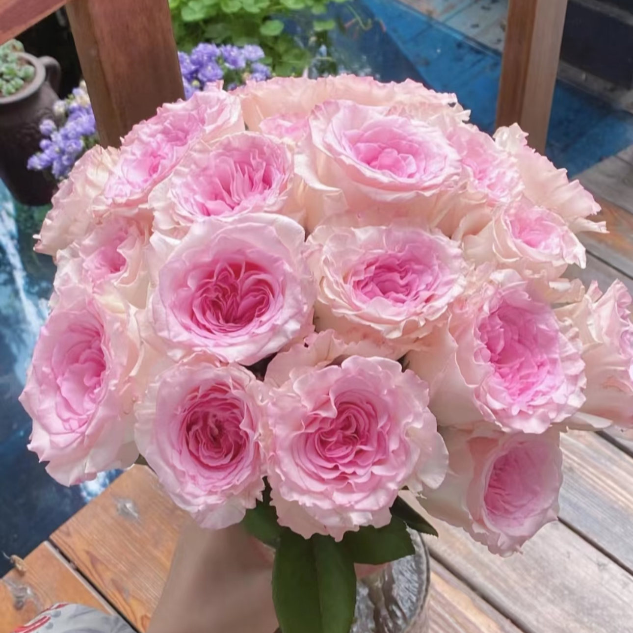 【洛神】 奥斯汀花型 收到花要醒花~云南鲜花批发 一单包邮