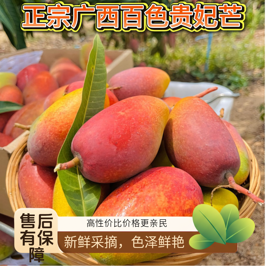 【百色】广西正宗贵妃芒果新鲜采摘应季水果爆甜多汁5/10斤