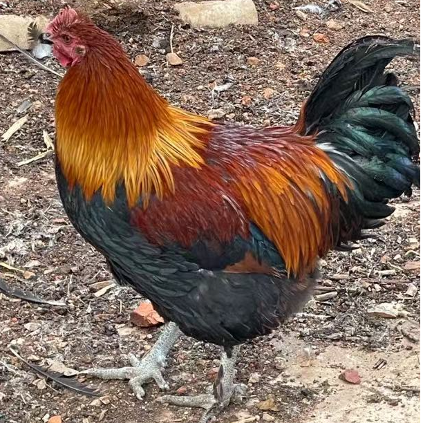 云南高山散养宠物鸡阉鸡 一物一拍【京东包邮】