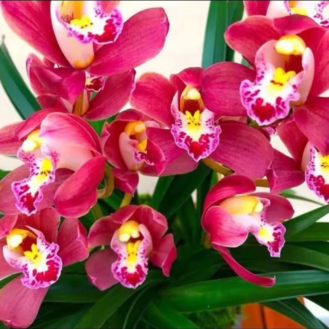 【多花剑红宝石】浓香大花惠兰年宵花好养多花精品兰花非云南