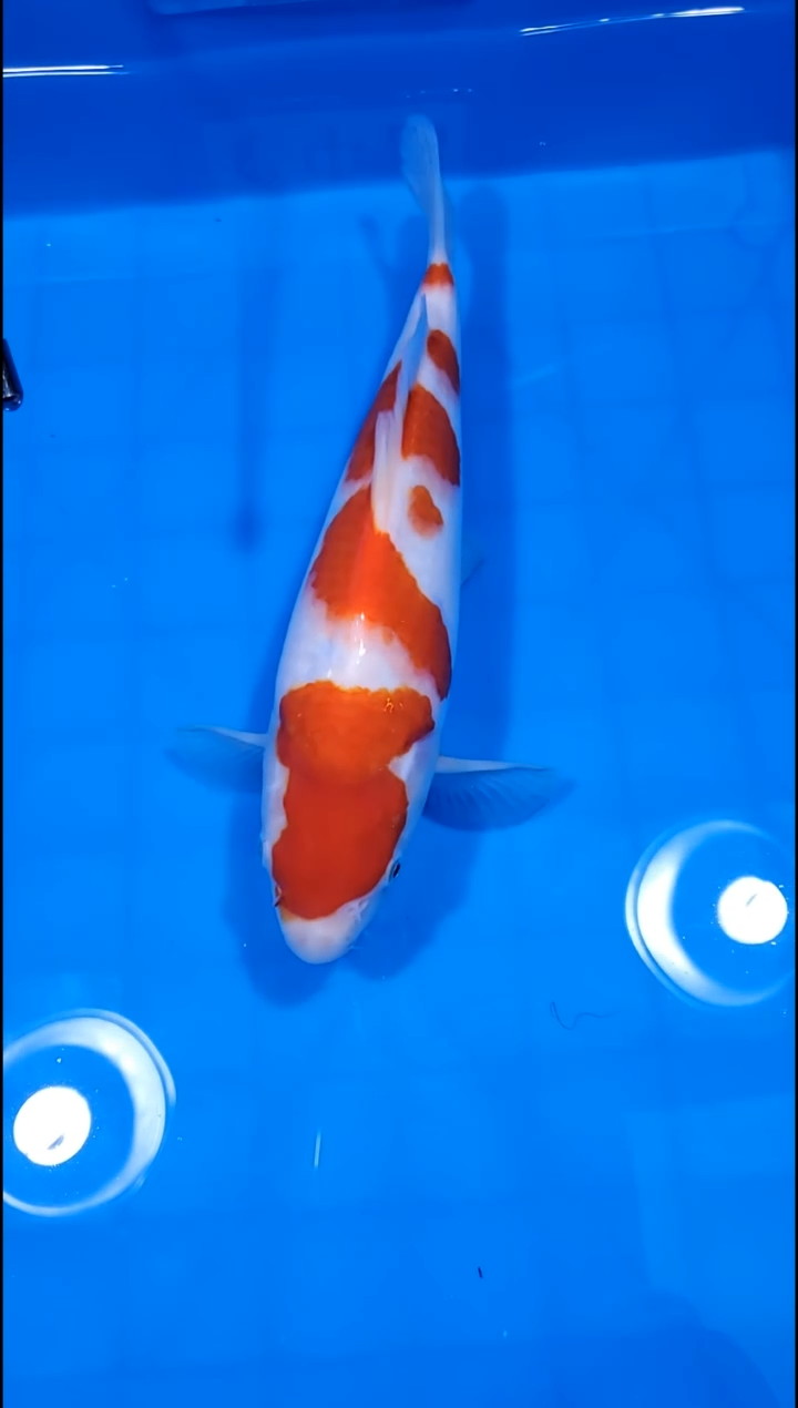 锦鲤【251228-02】 红白 30部 不详 独秀