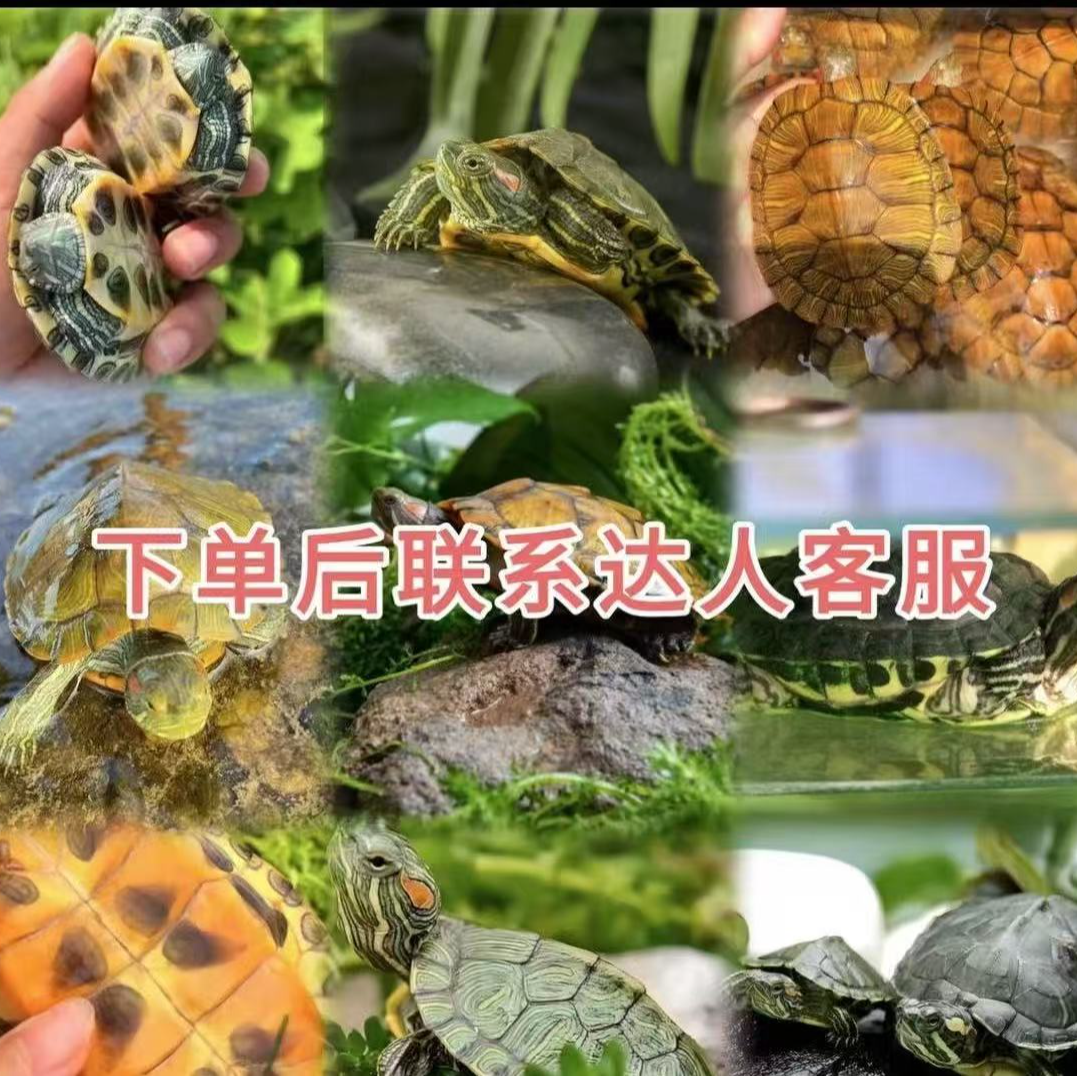 宠物活体通用 线上成交【定金链接】以直播间讲解品种为准