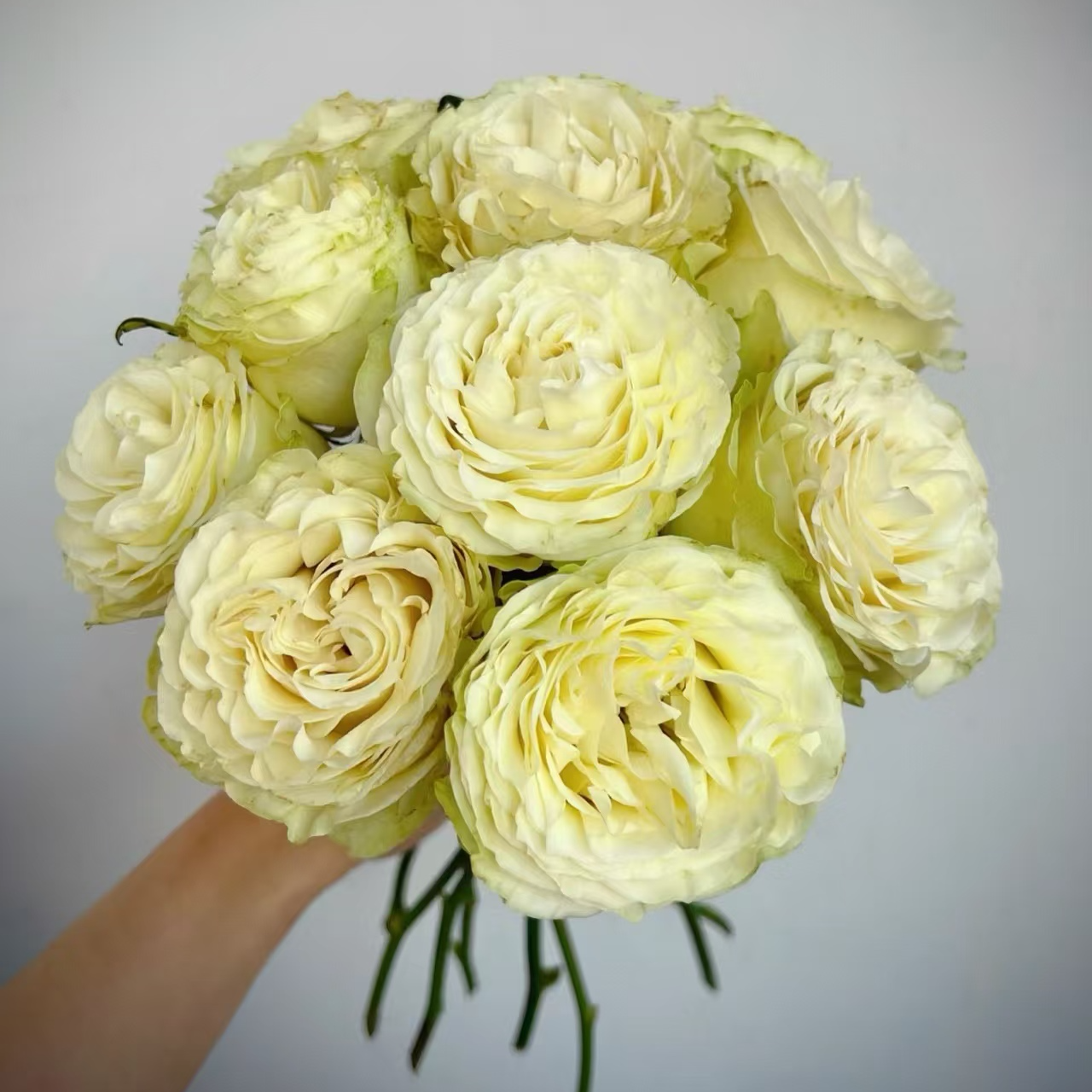 【独鬏鬏优选】稀有鲜花 [琉璃翠] 单头玫瑰 瓶插装饰 