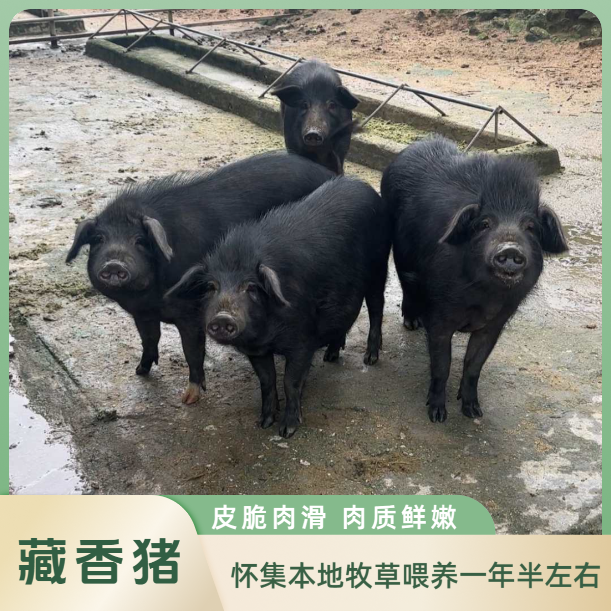 2号【农家散养藏香猪】直播间现称重改价链接。