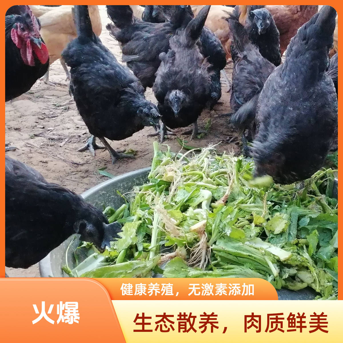五黑鸡农家散养五谷杂粮喂养冷链发货【2.5斤顺丰包邮】