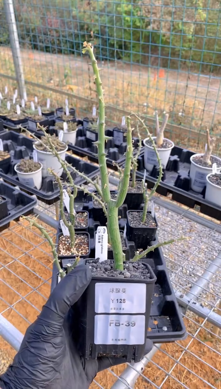 【闪购商品】球腺蔓FB-39